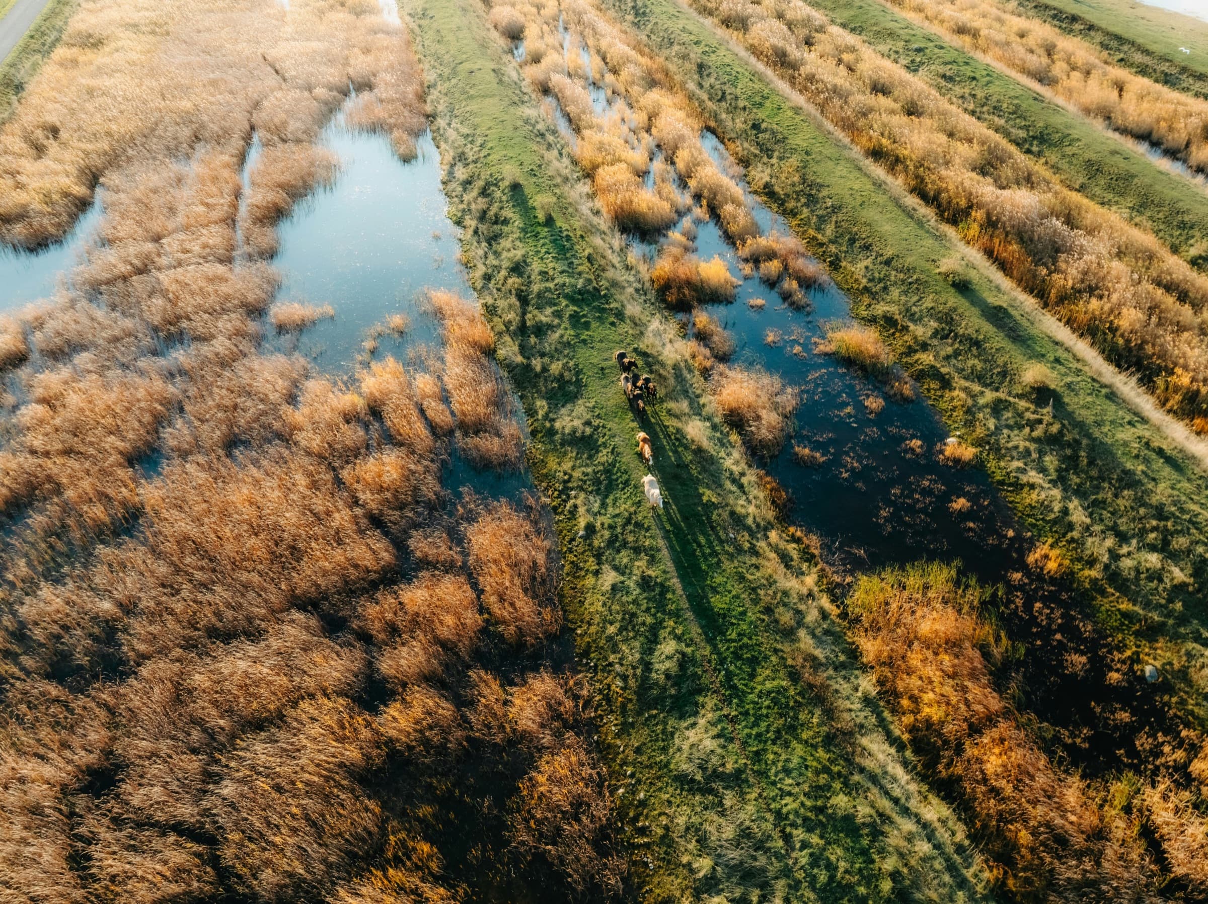 Horses grazing along a waterway in a Dutch wetland landscape