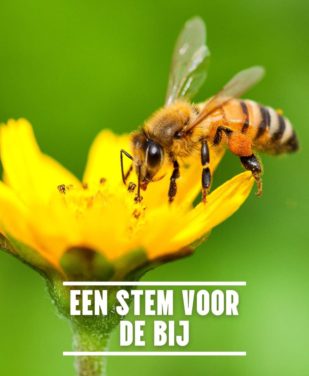 Rechten voor de Natuur Stem voor de Bij Bee foundation