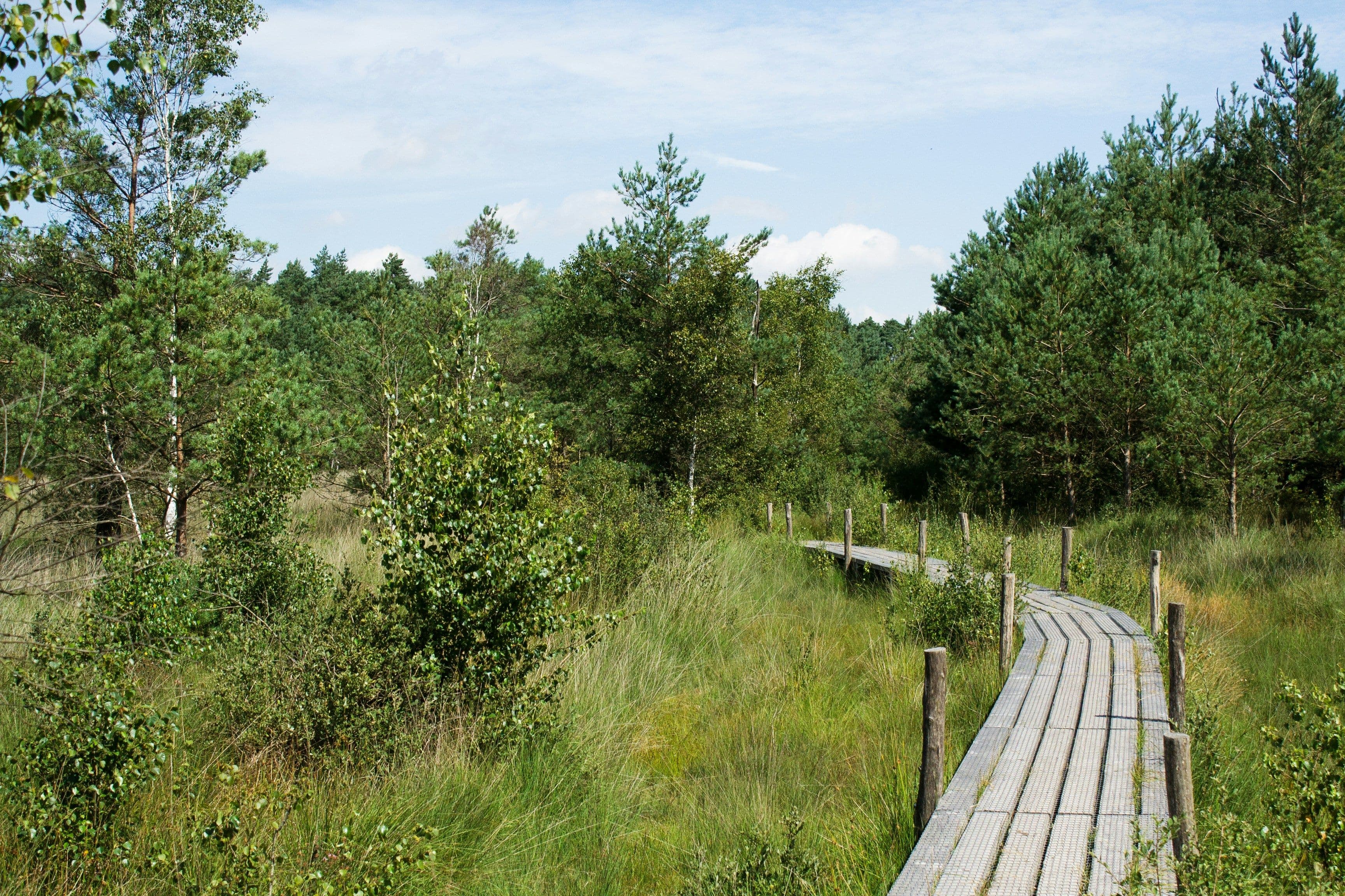 Rechten van de Natuur binnen de Omgevingswet: vier mogelijkheden voor gemeenten