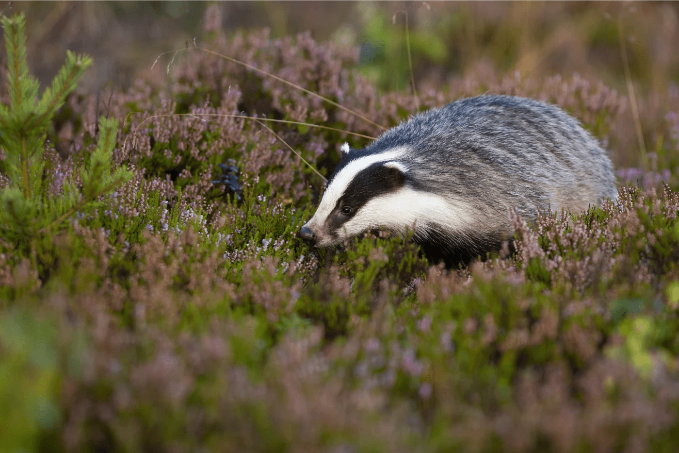 Hoeders van de Veluwe Rechten van de Natuur