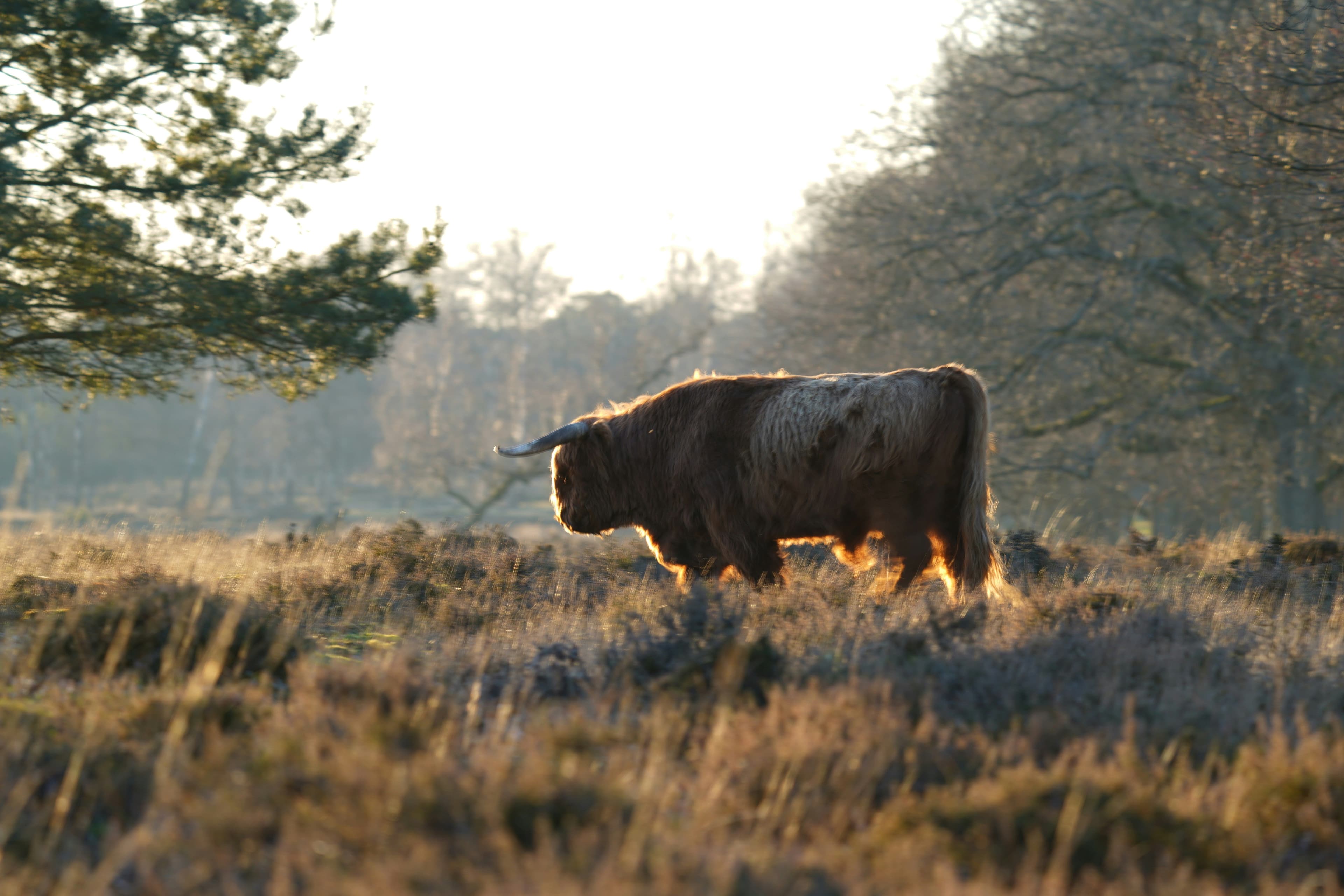 Rechten van de natuur Rheden