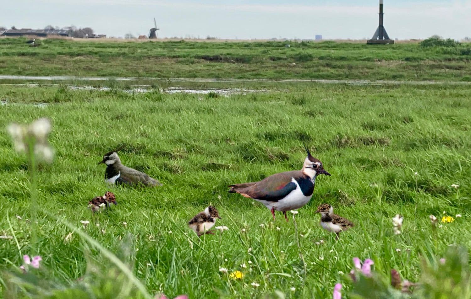 Wijdse Kievit Rechten van de Natuur