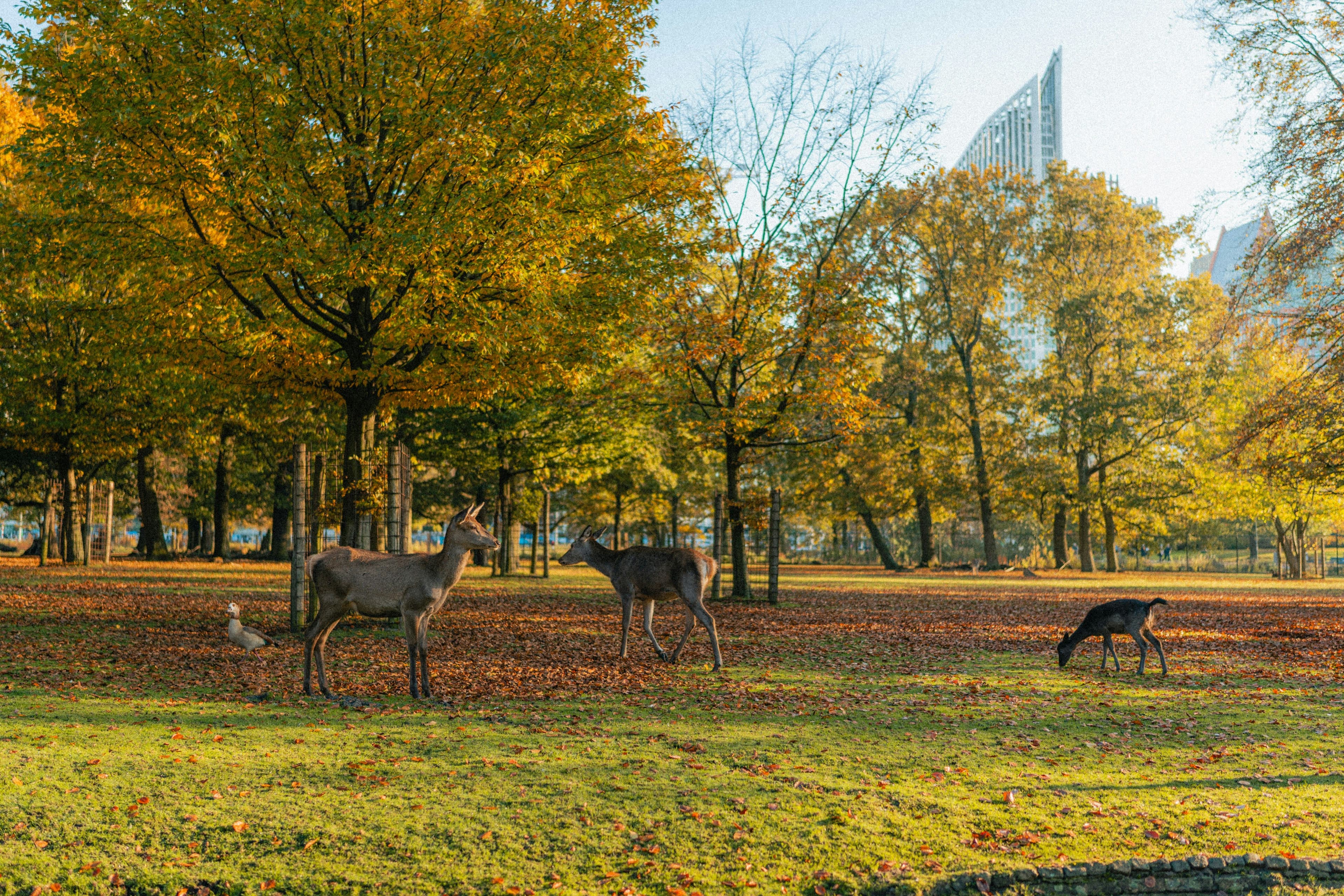 Rechten van de natuur in Den Haag
