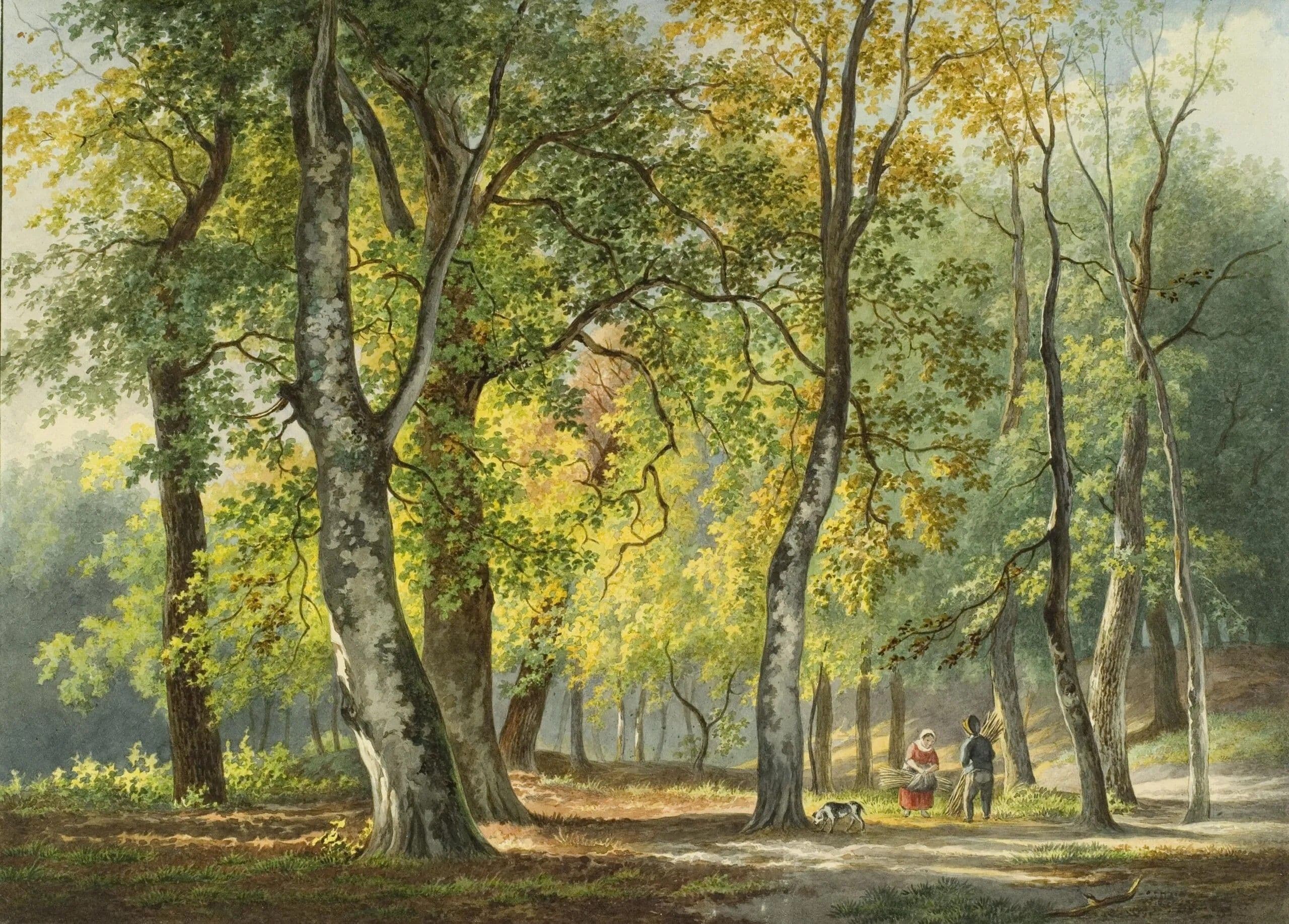 Haagse bos rechten van de natuur in den haag