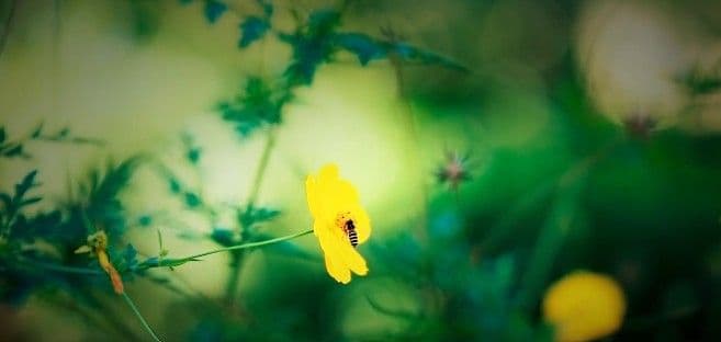 Merkse Rechten van de Natuur