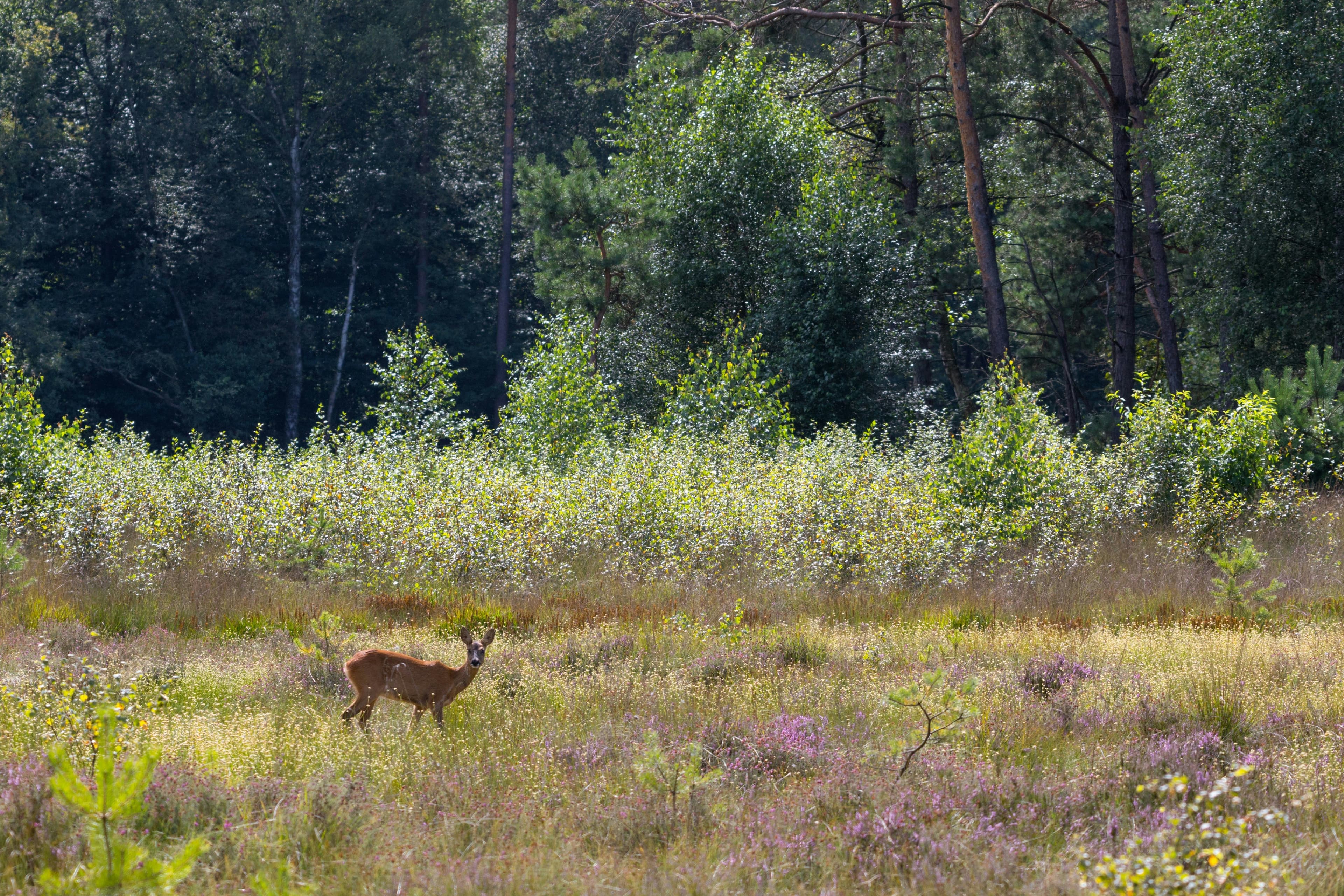 Veluwe Rechten van de Natuur in Apeldoorn