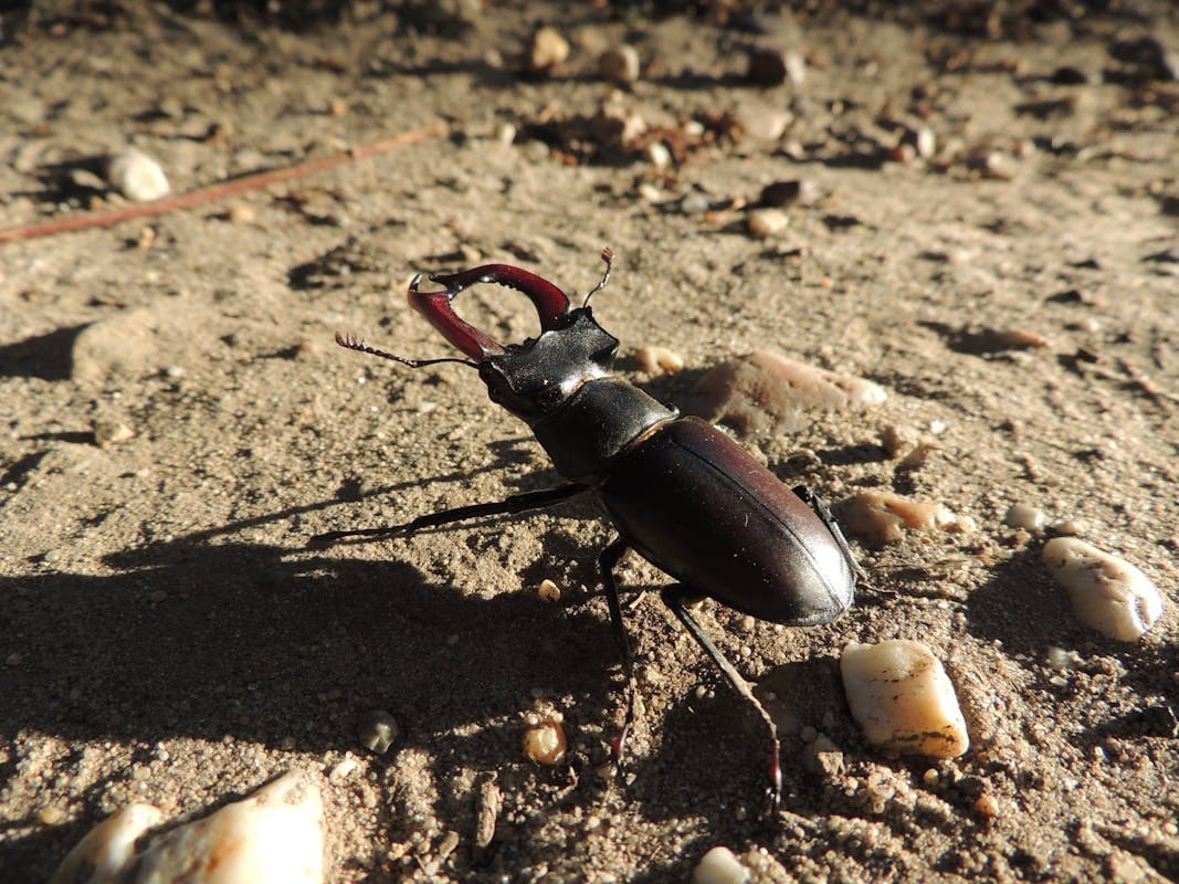 Rechten van de natuur