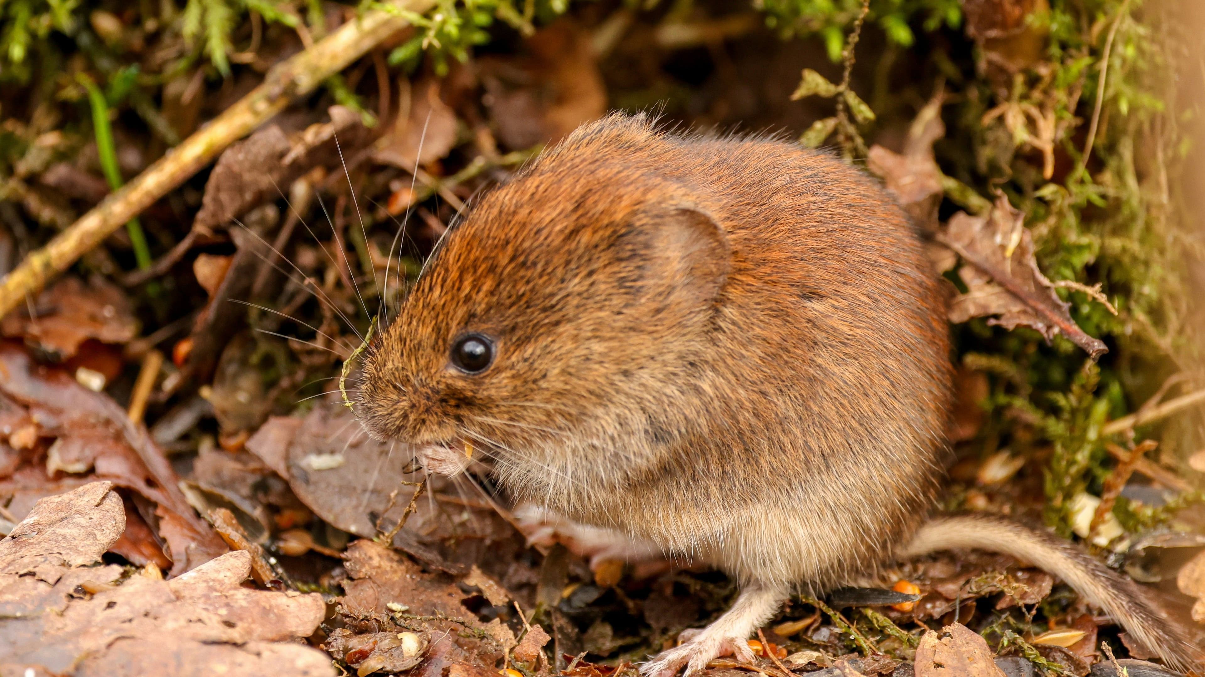 Rechten van de natuur in Zaanstad