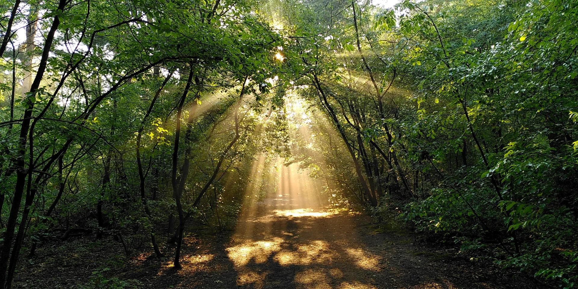Stem van het Bos Rechten van de Natuur