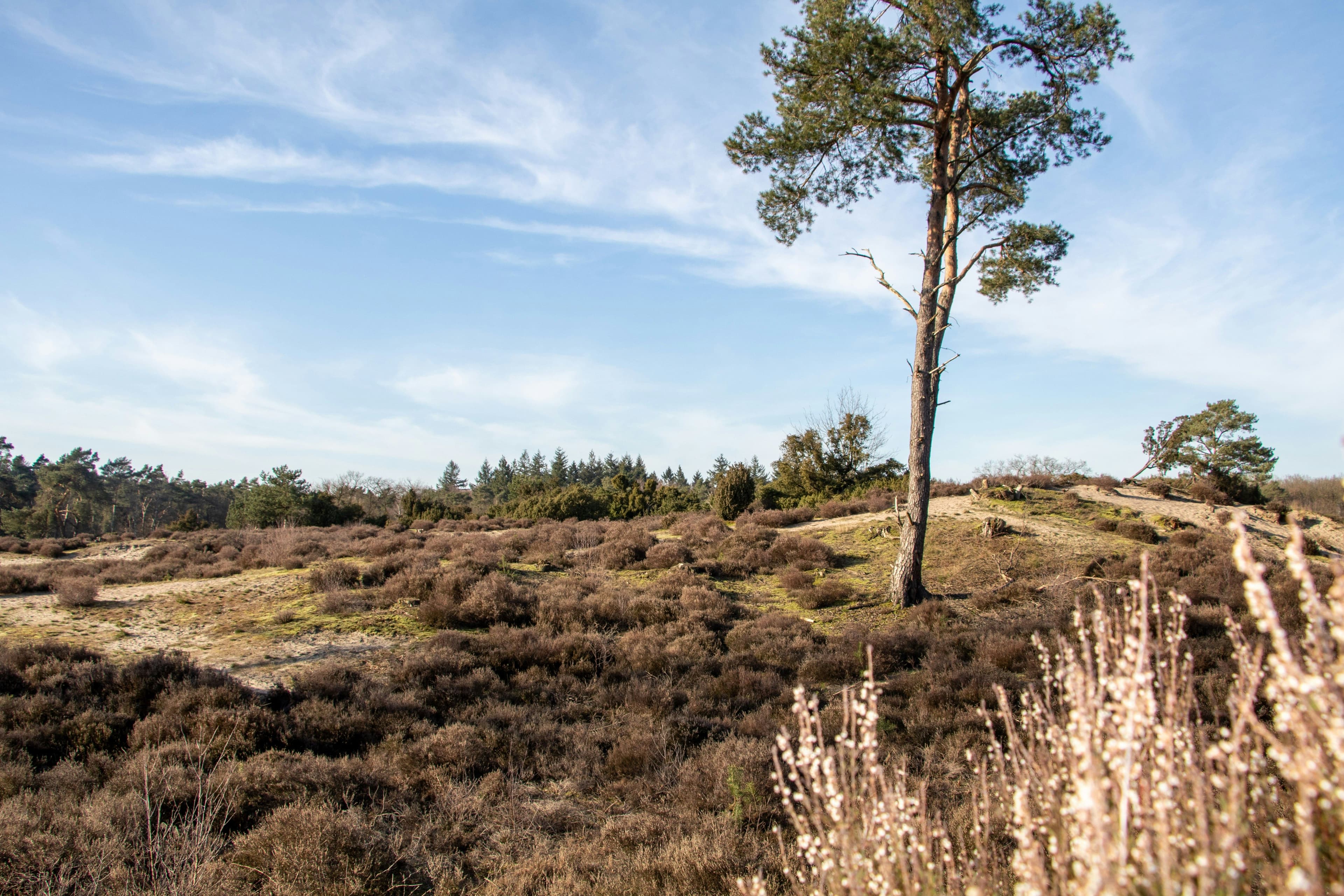 Rechten van de natuur Soest