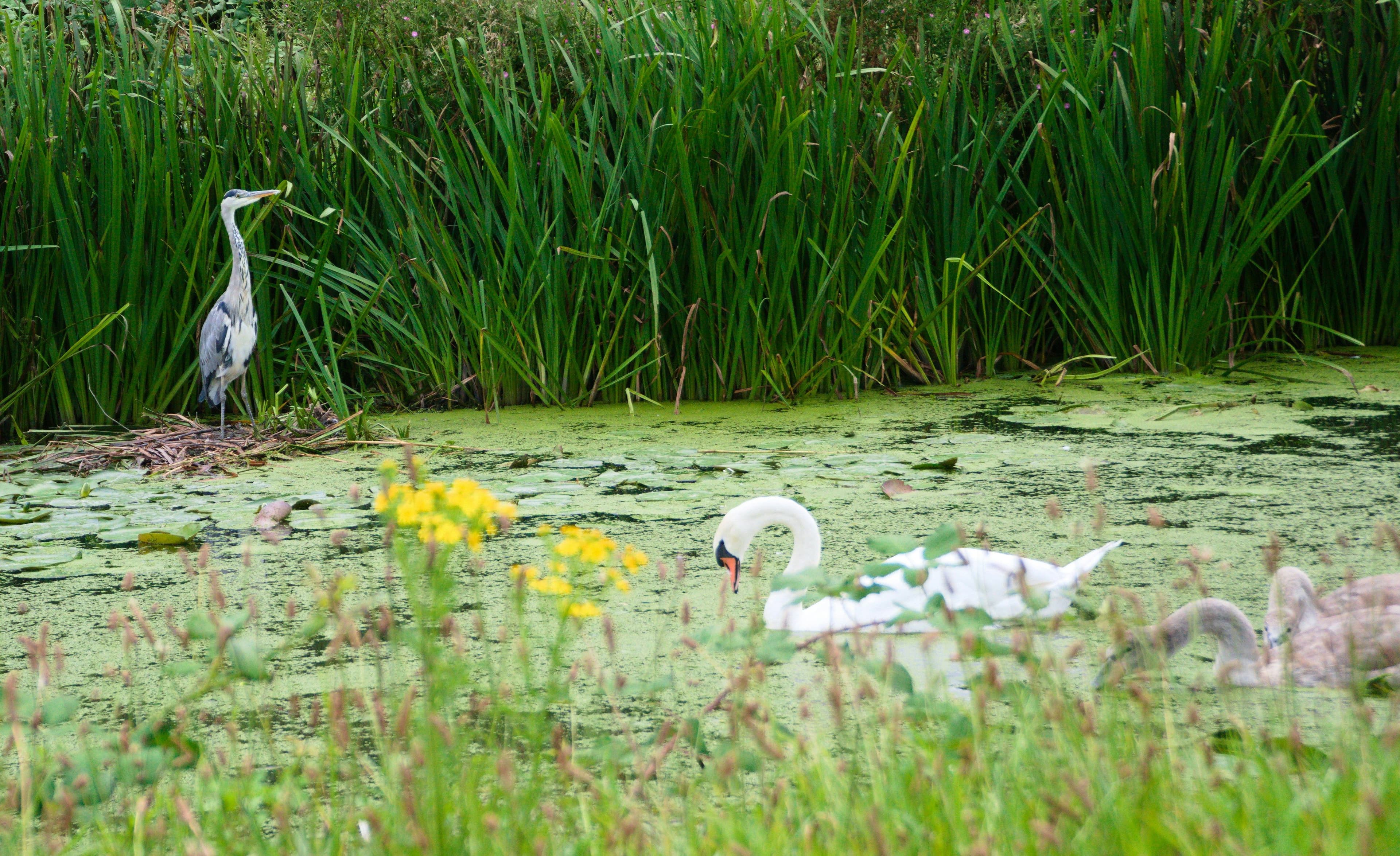 Rechten van de natuur in Den Haag